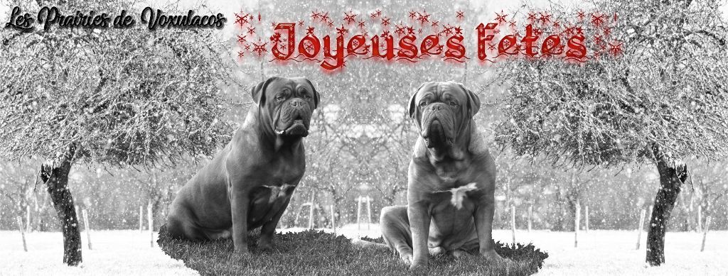 Des Prairies De Voxulacos - Joyeuses Fêtes