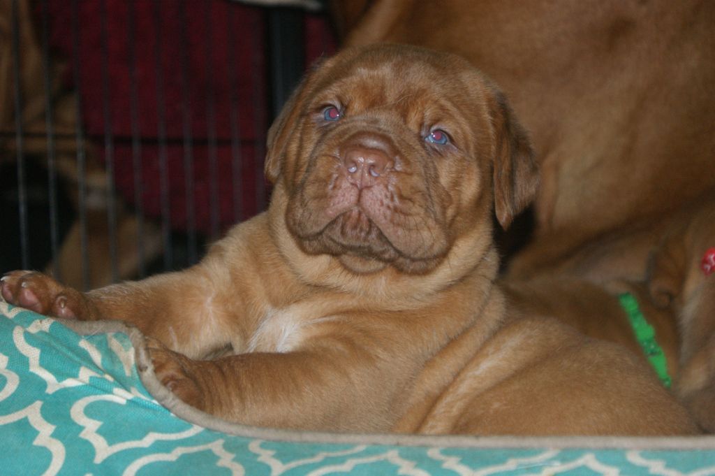 Des Prairies De Voxulacos - Chiot disponible  - Dogue de Bordeaux