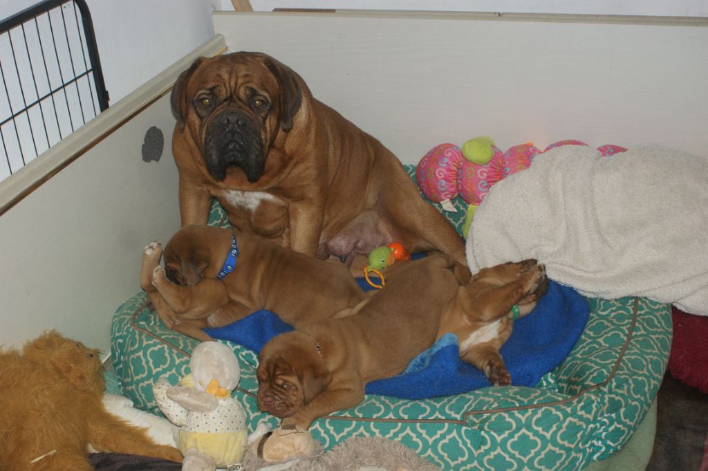 chiot Dogue de Bordeaux Des Prairies De Voxulacos