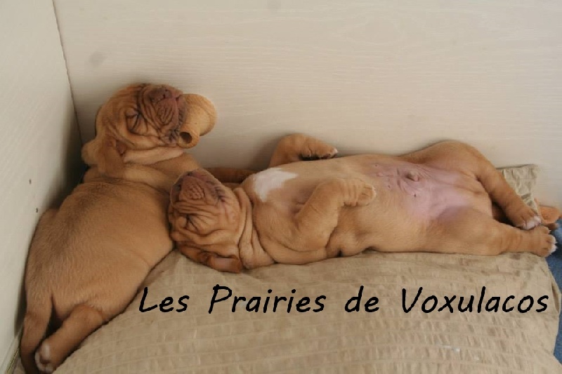 Des Prairies De Voxulacos - Dogue de Bordeaux - Portée née le 30/08/2013