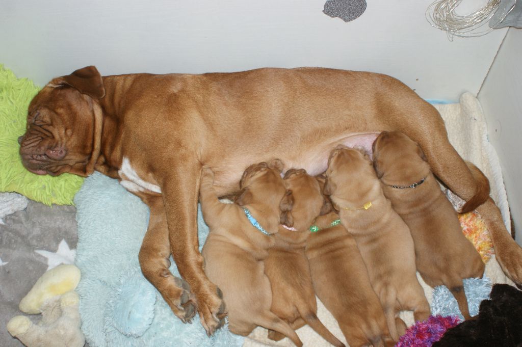 Des Prairies De Voxulacos - Dogue de Bordeaux - Portée née le 13/12/2021