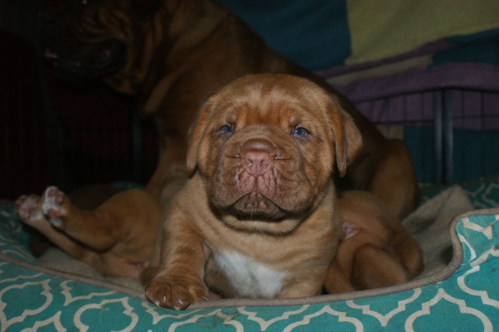 Des Prairies De Voxulacos - Chiot disponible  - Dogue de Bordeaux