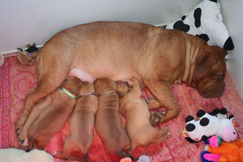 Des Prairies De Voxulacos - Dogue de Bordeaux - Portée née le 08/09/2015