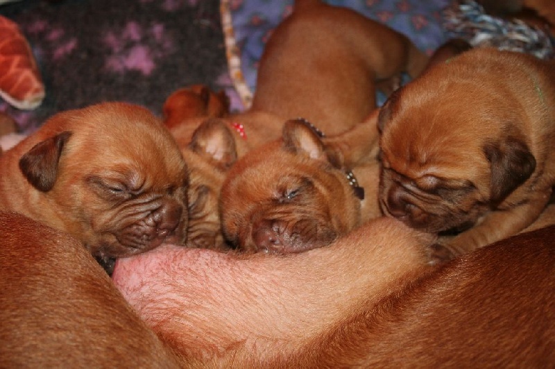 Des Prairies De Voxulacos - Dogue de Bordeaux - Portée née le 19/11/2016