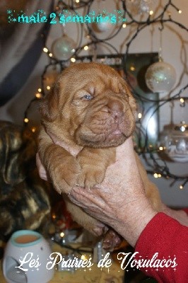 Shelby male bleu