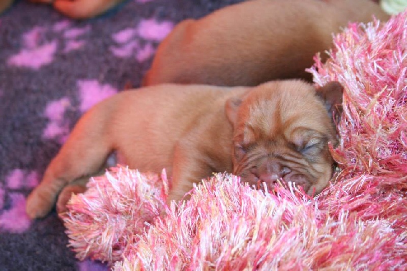 Des Prairies De Voxulacos - Dogue de Bordeaux - Portée née le 21/02/2014