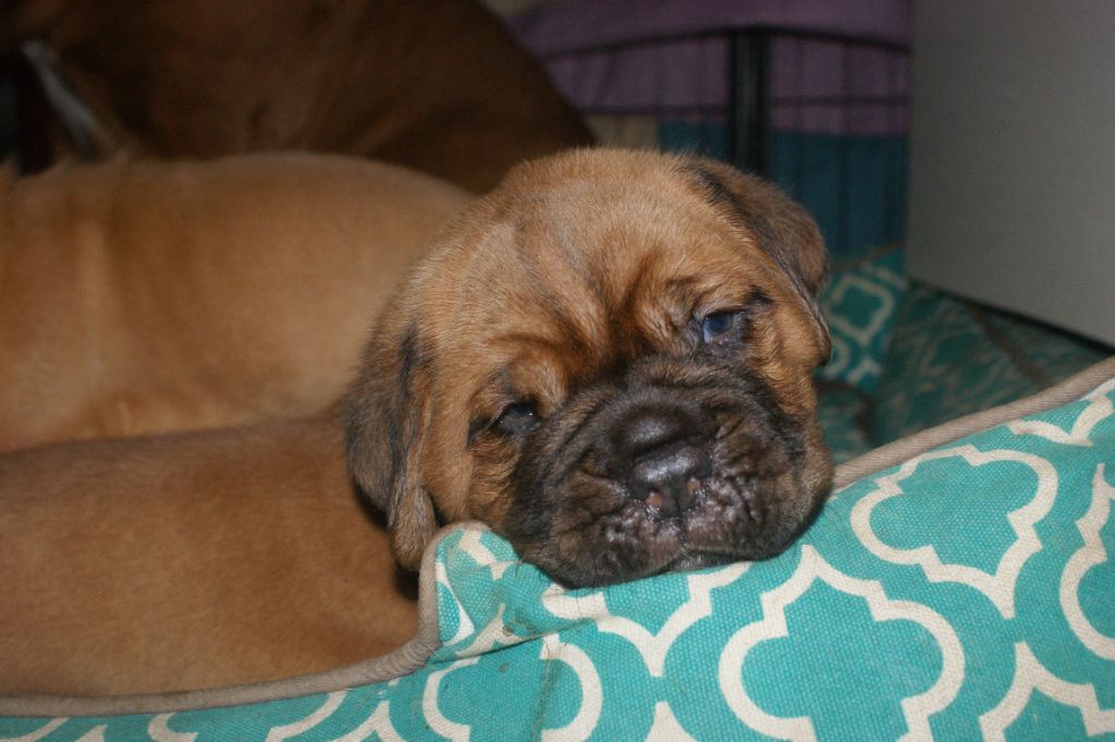 Des Prairies De Voxulacos - Chiot disponible  - Dogue de Bordeaux