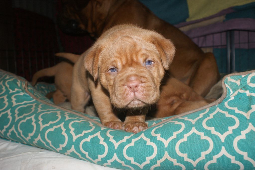 Des Prairies De Voxulacos - Chiot disponible  - Dogue de Bordeaux