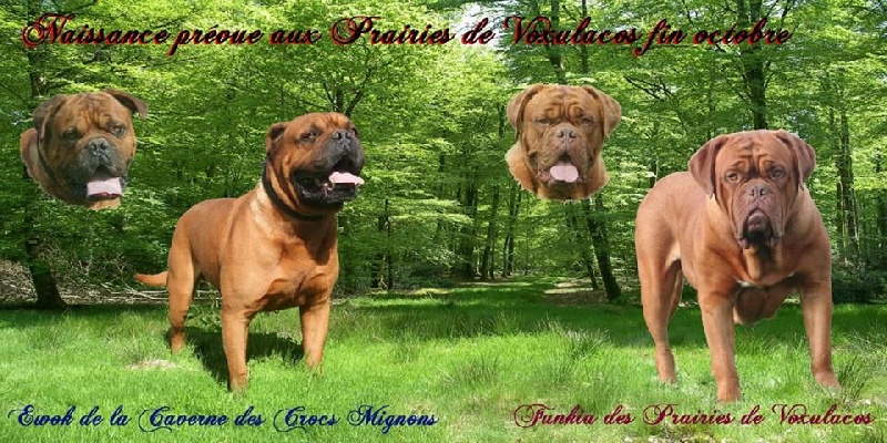 chiots de Funkia et Ewok, nés le 30 octobre 2014