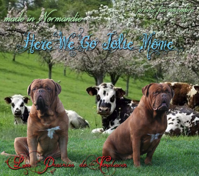 chiots Jolie et Hero, nés le 19 novembre 2016