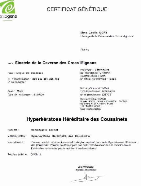 tests HFH-B des chiens de l'élevage et des étalons utilisés