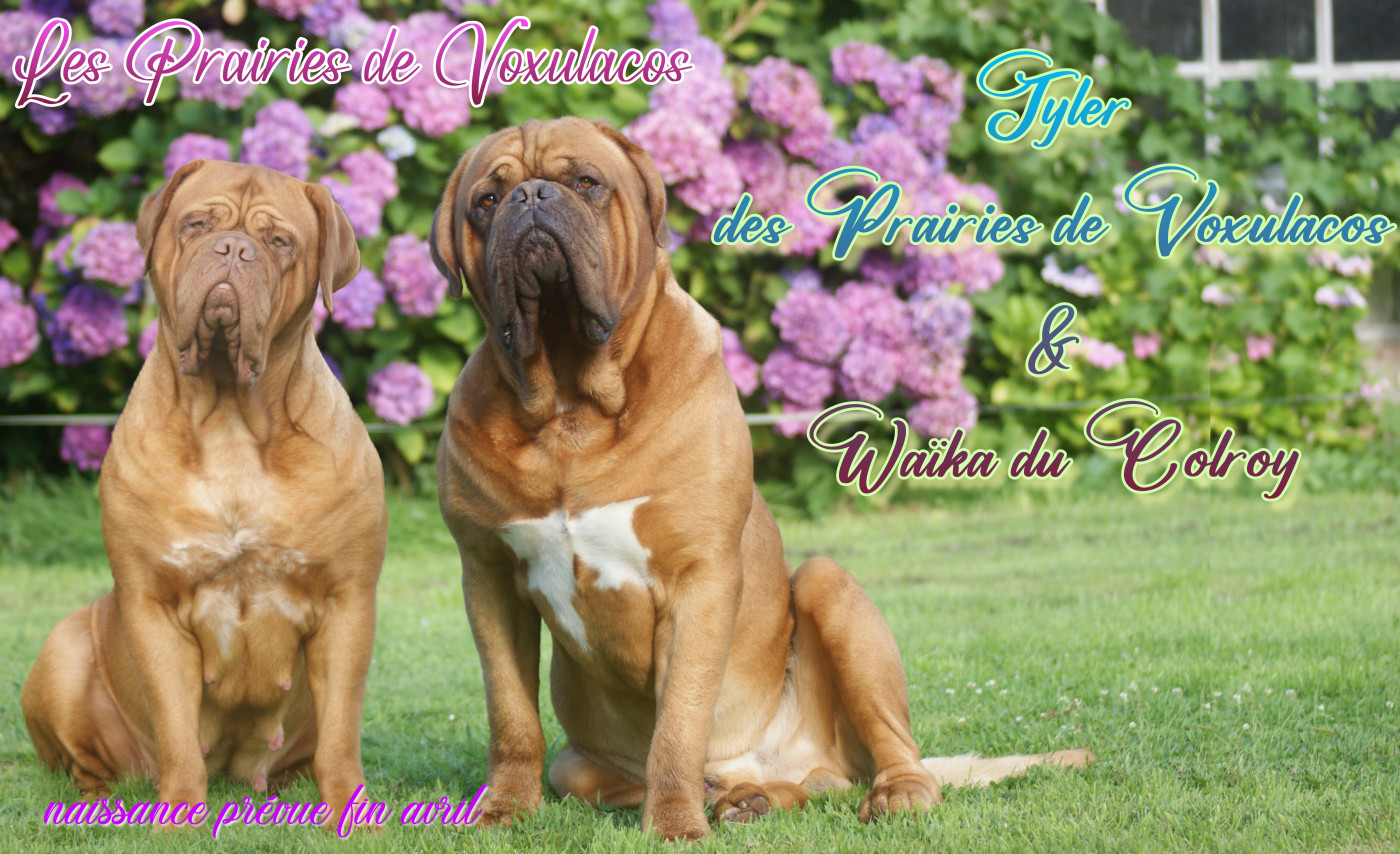Chiot Dogue de Bordeaux Des Prairies De Voxulacos