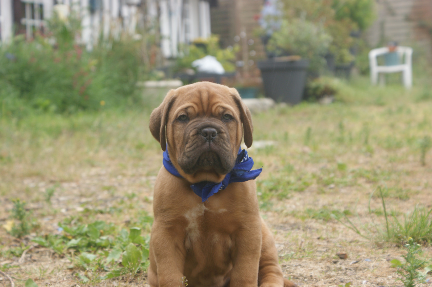 Des Prairies De Voxulacos - Chiots disponibles - Dogue de Bordeaux