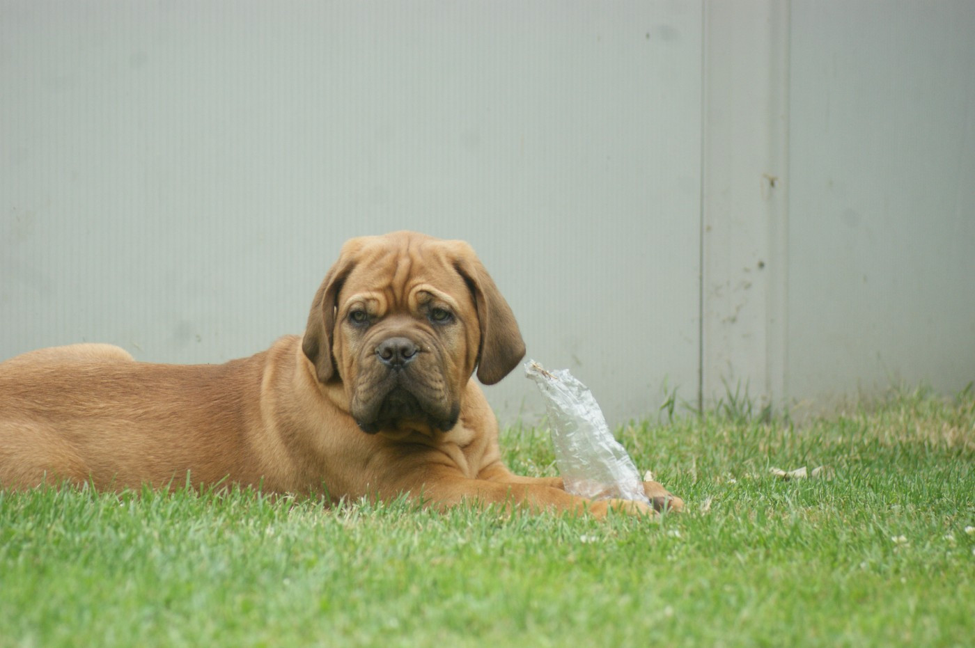 Des Prairies De Voxulacos - Chiots disponibles - Dogue de Bordeaux