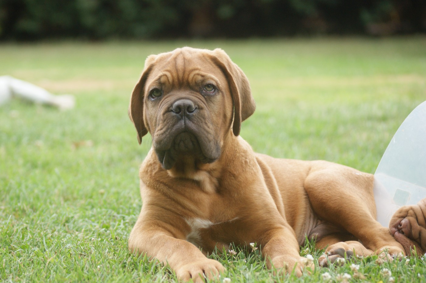 Des Prairies De Voxulacos - Chiots disponibles - Dogue de Bordeaux