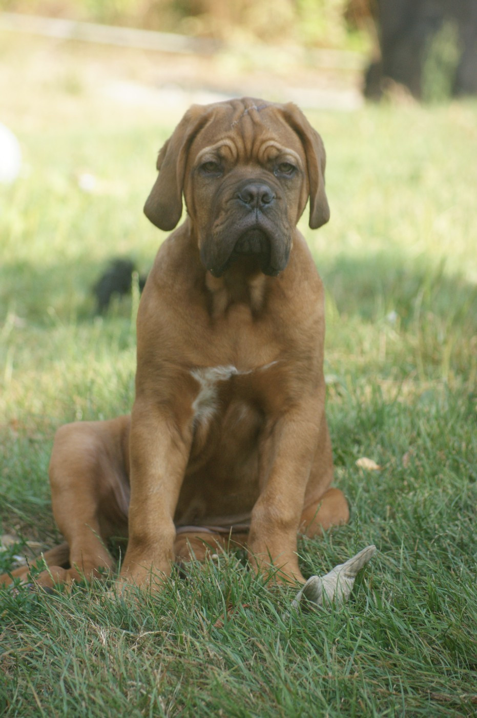 Des Prairies De Voxulacos - Chiots disponibles - Dogue de Bordeaux