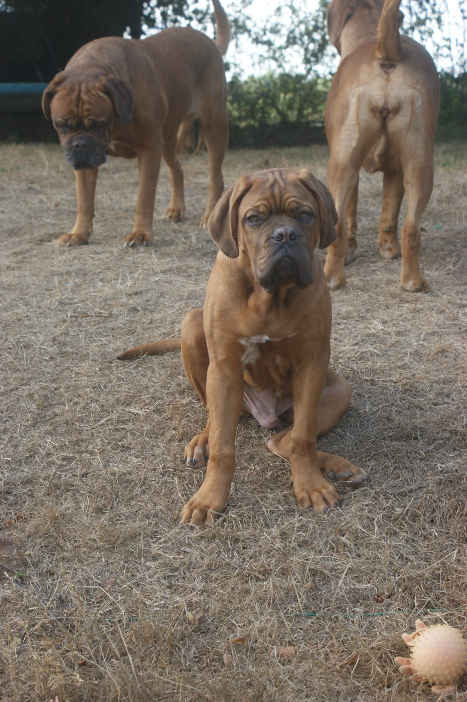 Des Prairies De Voxulacos - Chiots disponibles - Dogue de Bordeaux