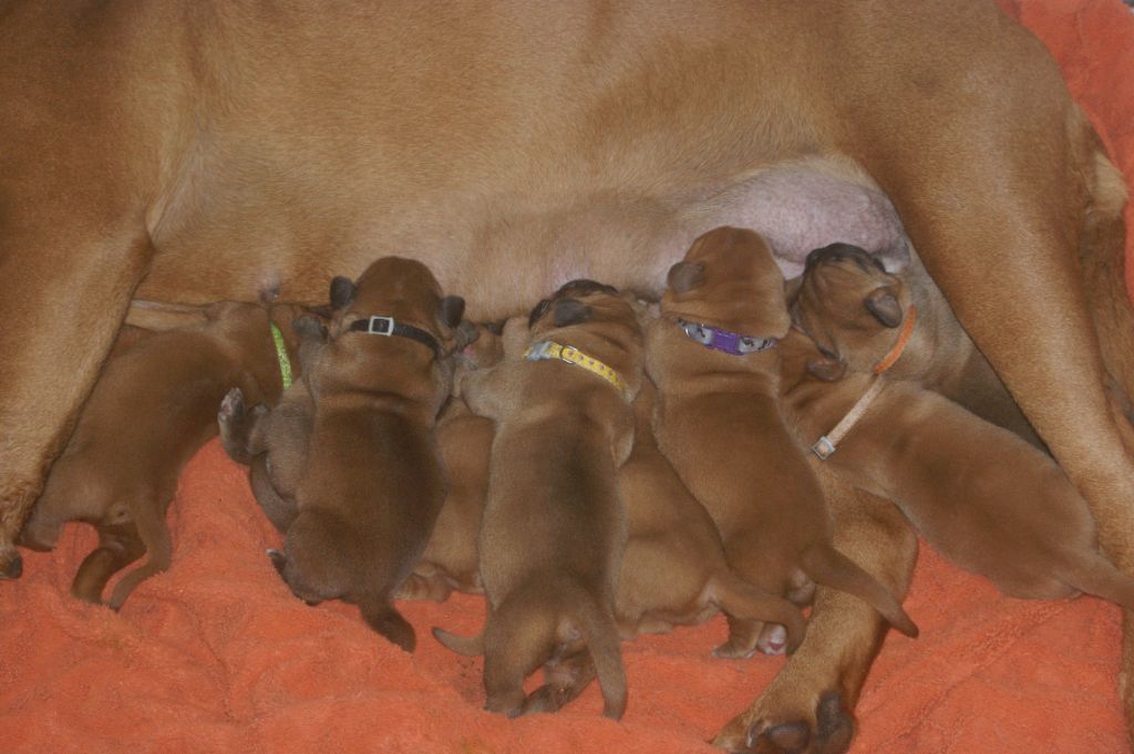 Des Prairies De Voxulacos - Dogue de Bordeaux - Portée née le 24/11/2023