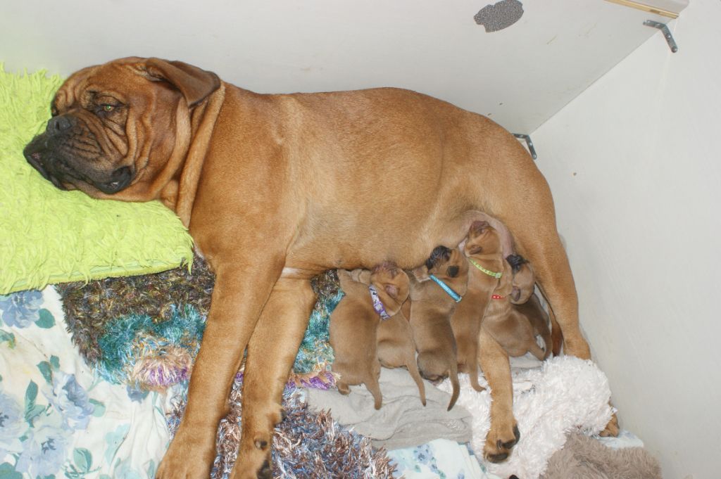 Des Prairies De Voxulacos - Dogue de Bordeaux - Portée née le 17/08/2022